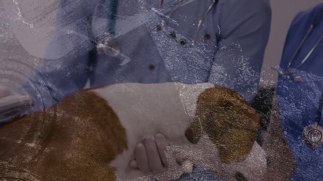 Vertical video: Two clinicians scanning dog on exam table, using handheld probe for vet diagnosis