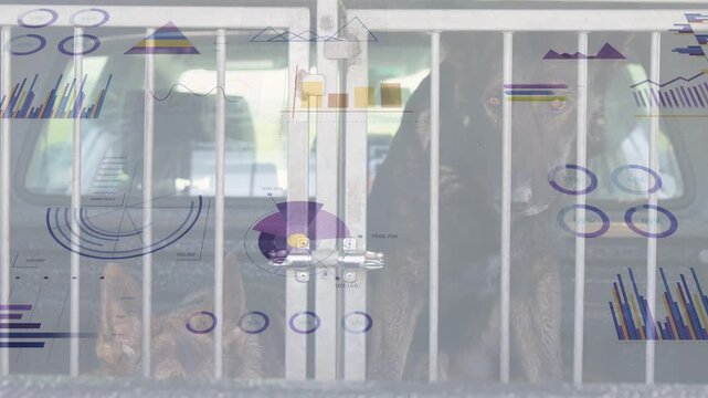 Two dark-coated dogs staying inside metal crate in rear of light van, showing latch and charts