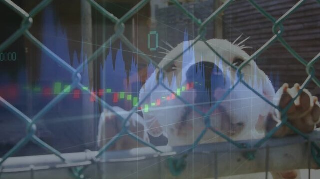 Financial chart sweeping screen causing white dog moving forward, placing paws on chain-link fence