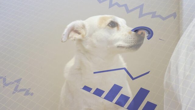 White dog following off-camera movement, eyes closing then turning while blue graphics rising