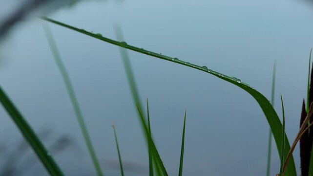 4K Naturaufnahme Schilf im Regen mit hochwertigem Sound