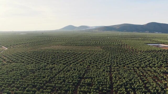 Vast aerial perspective flying over a large agricultural olive grove. Numerous green trees planted in rows extend to the horizon with mountains