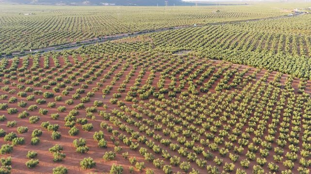 Expansive aerial view of a huge olive grove plantation. Green trees planted in perfect rows create a geometric pattern on the red soil