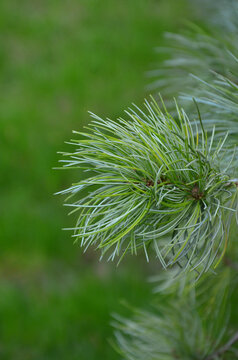  Pinus parviflora Glauca in spring . Closeup fresh green needless against natural green blurred background. Growing  evergreen coniferous plant concept.Free copy space.