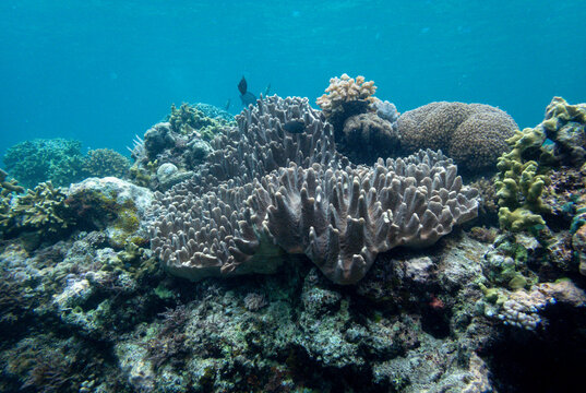 thriving coral reef community with different soft and hard coral species, including digitate leather coral, Tubod beach, Siquijor, the Philippines