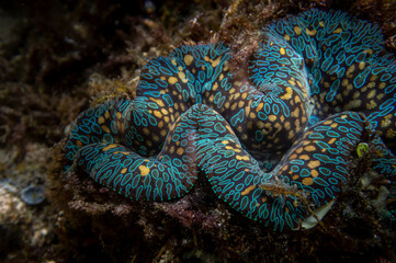 the colorful mantle with orange dots and green pattern of a giant clam, Tubod beach, Siquijor, the Philippines © Hodossy
