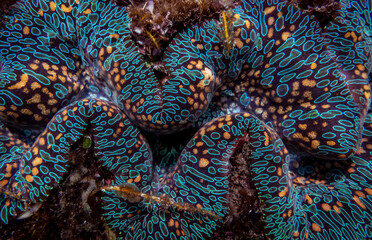 tridacna gigas, clam, giant, giant clam, bivalve molluscs, tridacna, mantle, underwater, sea, coral, reef, ocean, nature, tropical, water, scuba, macro, diving, animal, life, beauty, blue, orange, bla © Hodossy