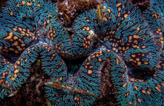 tridacna gigas, clam, giant, giant clam, bivalve molluscs, tridacna, mantle, underwater, sea, coral, reef, ocean, nature, tropical, water, scuba, macro, diving, animal, life, beauty, blue, orange, bla
