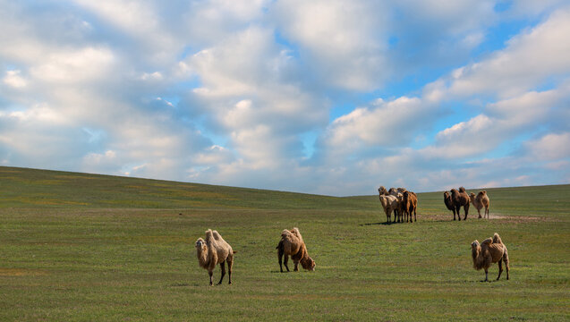 Camels in the steppe in southeastern Kazakhstan on a spring day