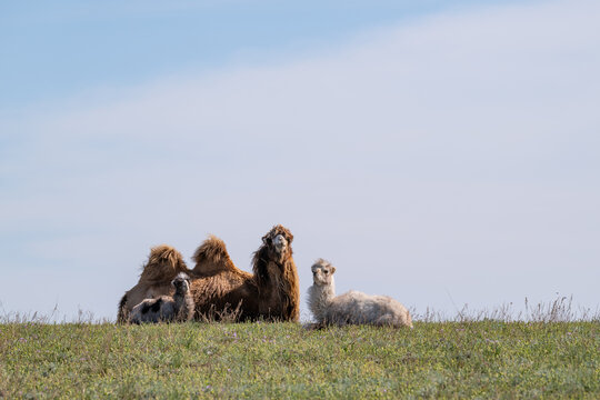 Camels in the steppe in southeastern Kazakhstan on a spring day