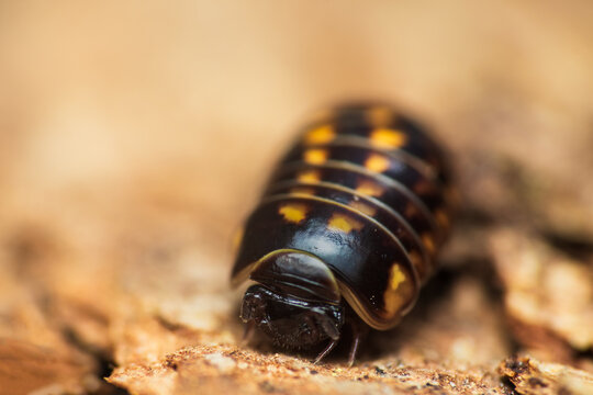 Macro portrait of glomeris pustulata, spotted pill millipede on tree bard. Animal background