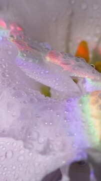 Vertical video. Floral background. Rainbow water texture. Defocused white color eustoma flower orange pink drop liquid on tropical art abstraction.