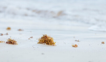 Sargassum seaweed at a beach in eastern Mexico © RistoH