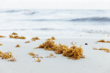 Sargassum seaweed at a beach in eastern Mexico © RistoH