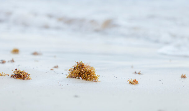 Sargassum seaweed at a beach in eastern Mexico
