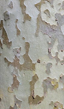 London plane tree (Platanus hybrida)