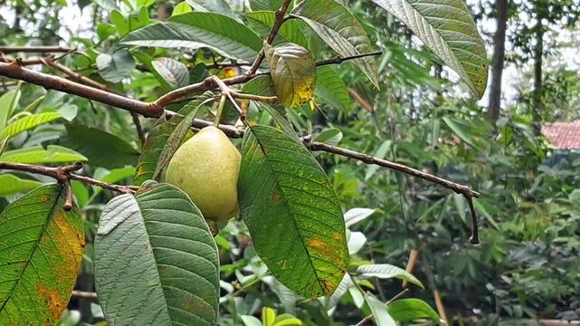 Fresh guava fruit hanging on tree branch in tropical garden