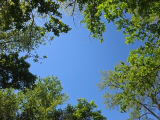 Fototapeta premium trees and sky
