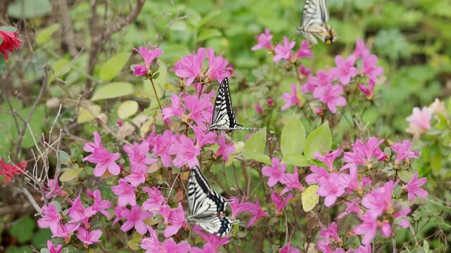 Close up selective focus of a beautiful black and white Asian butterfly resting on vibrant blooming pink flowers. A delicate nature scene showing spring floral beauty in a lush outdoor garden.