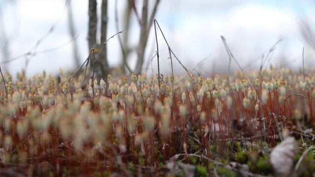 Moss sporophytes with intentionally soft focus. Cold, surreal landscape with gusts of wind. Suitable for environmental, surrealistic, or mood concepts. Minimal. Loopable video.