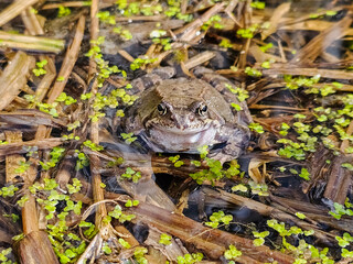 Fototapeta premium Brown frog sits still in shallow water