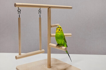 Bright green budgie perches calmly on wooden stand
