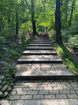 Stairs in lush green forest park under sunlight. Wide stone steps made of paving blocks leading up hill through dense deciduous forest. Sunlight filtering through tree canopy creates dappled light