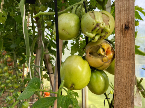 Ugly vegetables. Catfacing and scarred green tomatoes growing in greenhouse. Unripe green tomatoes with disorder and scarring on skin. Deformed fruits hanging on plant branch.