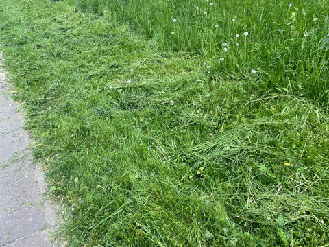 Comparison between cut and uncut lawn with white dandelions. Allergy season. Mown grass clippings lying on ground. Park prevention measures during tick season