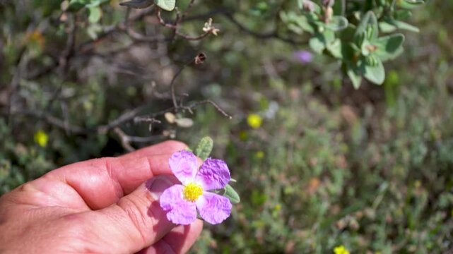 Male hand touching a wild pink rockrose flower.