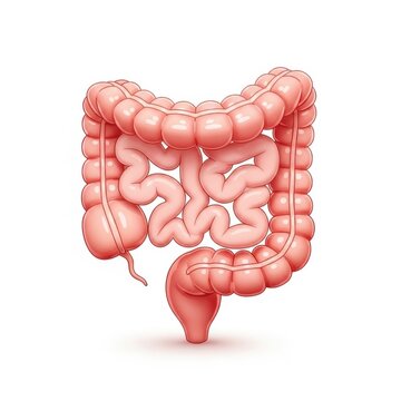 Anatomical illustration of the human large intestine and colon