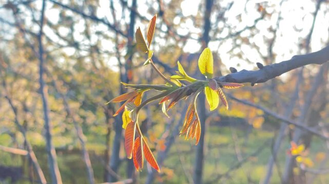 Young walnut tree branch with fresh leaves at sunset in spring garden
