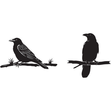 Black silhouette of two crows on tree branches as PNG asset