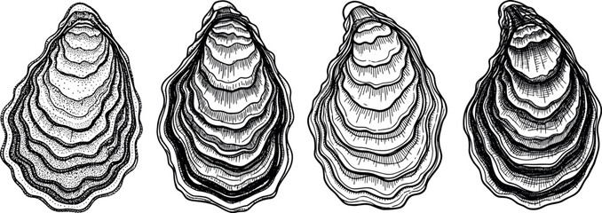 Hand drawn oyster shells set detailed seafood engraving style black and white marine illustration isolated vector collection © EdGe Creative