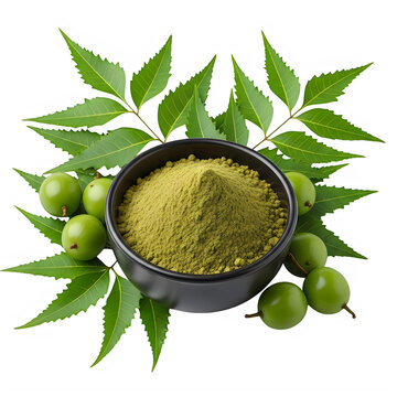 Neem powder in bowl with leaves and fruits surrounded by neem tree branches.