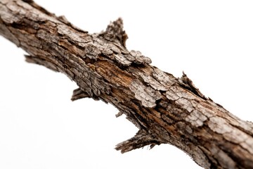 Fototapeta premium Detailed view of weathered bark on a brittle dead branch against white background