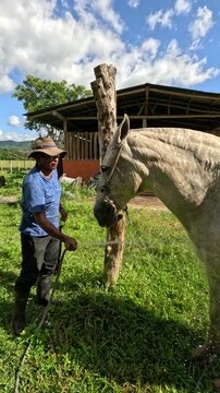 Latino stableman giving water to his white horse from a hose in a green meadow. Grooming and caring for a beautiful animal on a farm