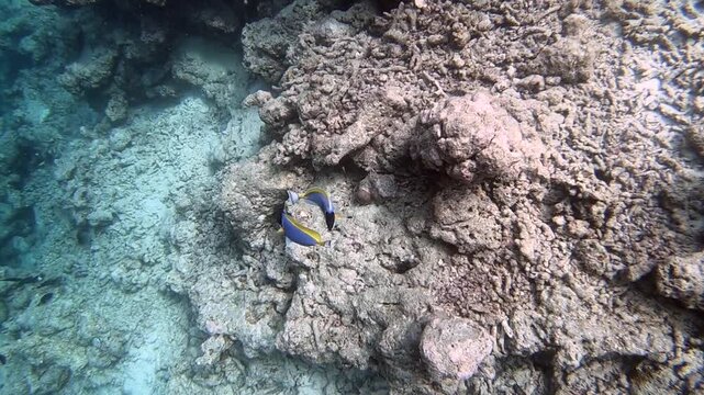 Acanthurus leucosternon, commonly known as the blue surgeonfish, powder blue tang or powder-blue surgeonfish, is a species of marine ray-finned fish belonging to the family Acanthuridae, the surgeonfi