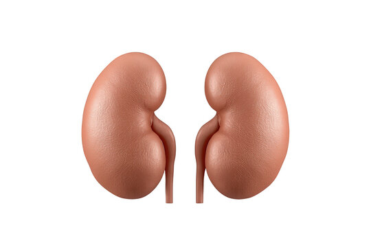 Human kidneys 3d rendering illustrating the pair of bean-shaped organs in the urinary system, transparent background