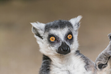 Fototapeta premium Close-up portrait of a ring-tailed lemur with expressive orange eyes and detailed fur Katta