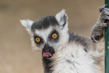 Close-up portrait of a ring-tailed lemur with expressive orange eyes and detailed fur "Funny ring-tailed lemur licking its nose, close-up portrait of a curious primate"  © Stephan