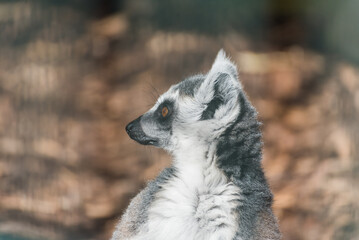 Fototapeta premium Close-up portrait of a ring-tailed lemur with expressive orange eyes and detailed fur Katta