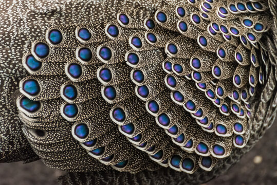 Extreme macro of grey peacock-pheasant feathers with iridescent blue eyespots and detailed patterns
