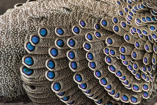 Extreme macro of grey peacock-pheasant feathers with iridescent blue eyespots and detailed patterns
