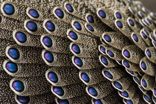Extreme macro of grey peacock-pheasant feathers with iridescent blue eyespots and detailed patterns
