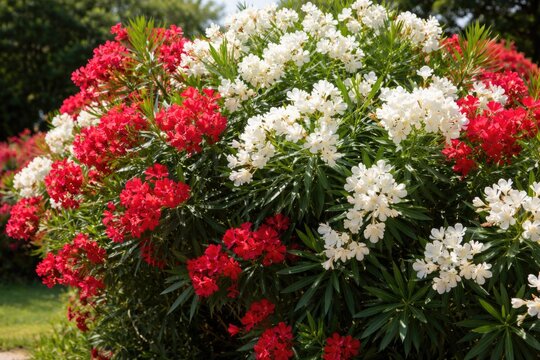 Vibrant Oleander shrubbery with mixed red and white blooms