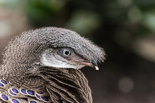 Extreme close-up portrait of a Grey peacock-pheasant with detailed plumage and expressive eye
