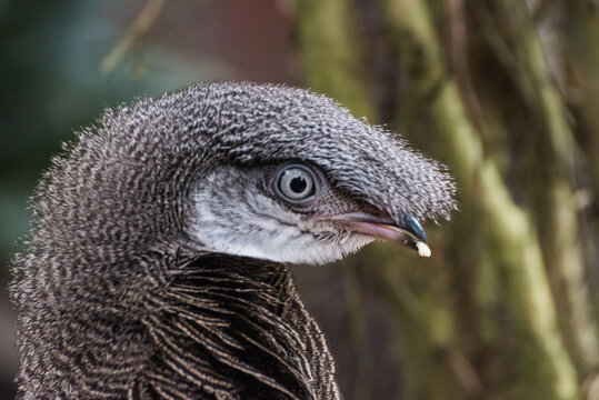 Extreme close-up portrait of a Grey peacock-pheasant with detailed plumage and expressive eye