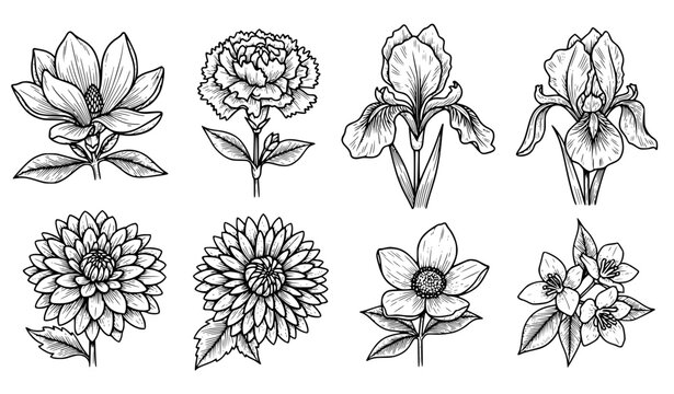 Antique engraved flower illustration set of six vintage botanical sketches isolated on white background vector