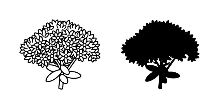 Sedum Flower Silhouette and Line Art Drawing